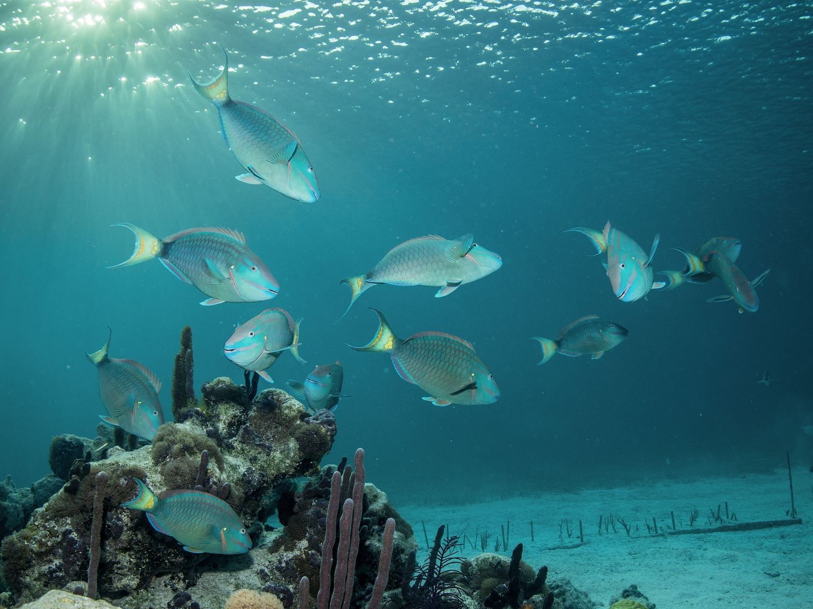 School of colorful fish swim gracefully in the third largest barrier reef near Windsong Resort On The Reef