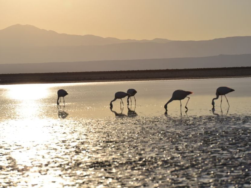 flamingo in Chaxa Lagoon & Toconao near NOI Casa Atacama hotel
