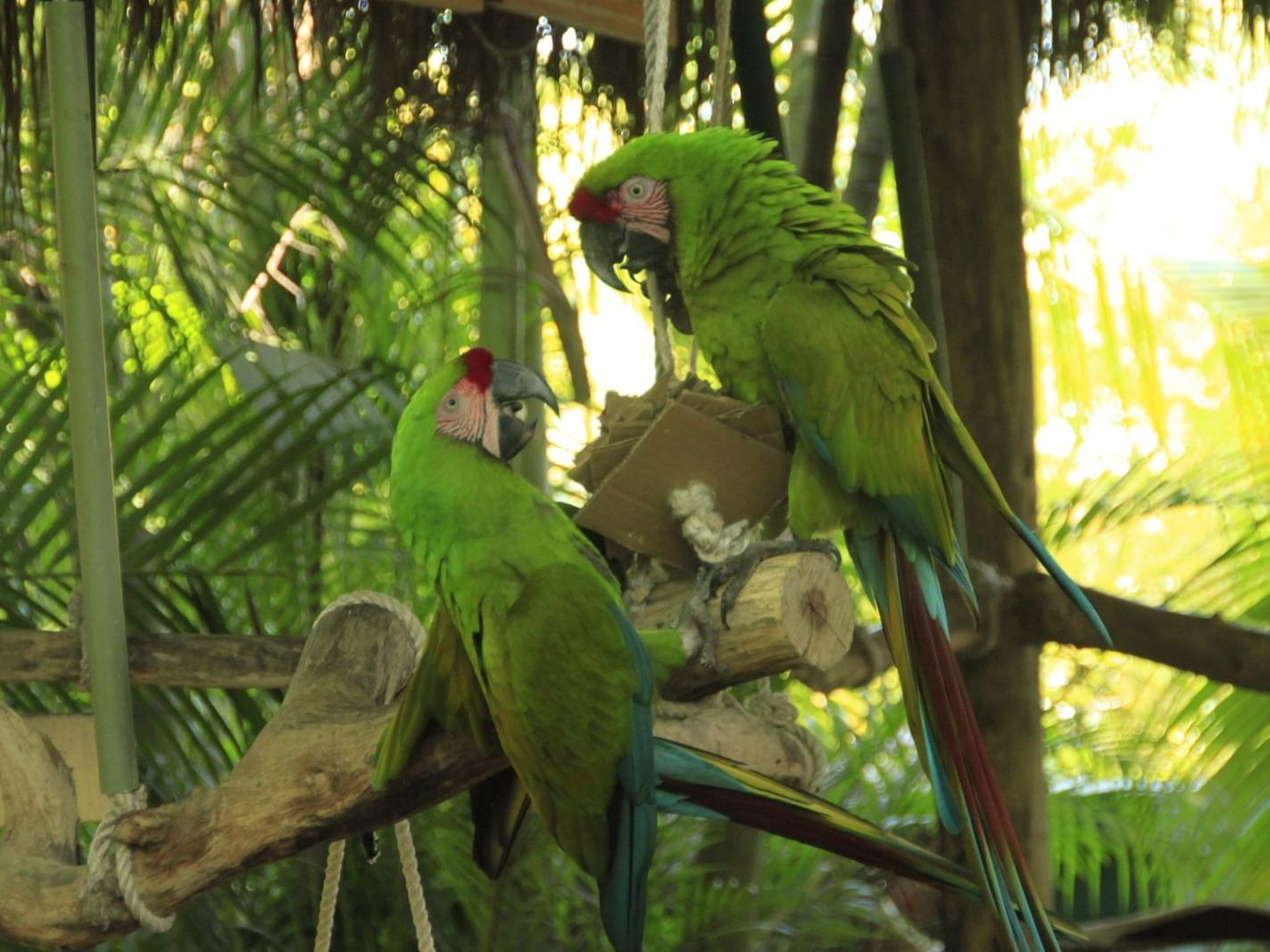 Parrots in Vallarta Adventures near Hotel Villa Varadero