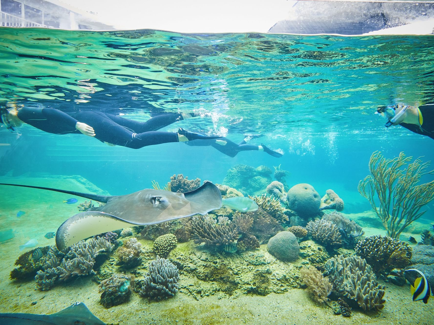 Person snorkeling in deep sea near Daydream Island Resort