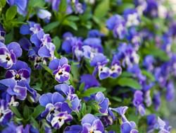 Close-up of Pansy flowers in Beacon Hill Park near Pendray Inn & Tea House