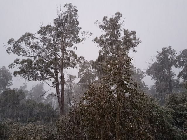 Portrait of a forest with raindrops near Cradle Mountain Hotel 