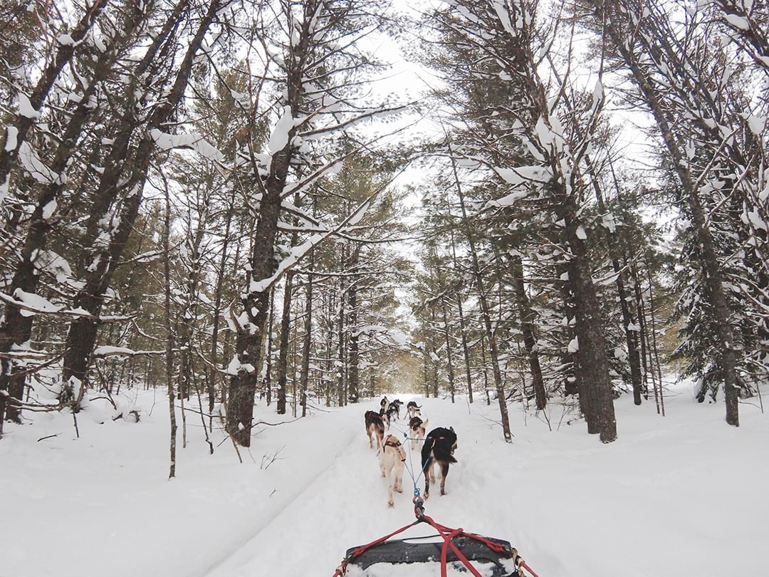 Dogs Sledding on the snow near Hotel Jackson