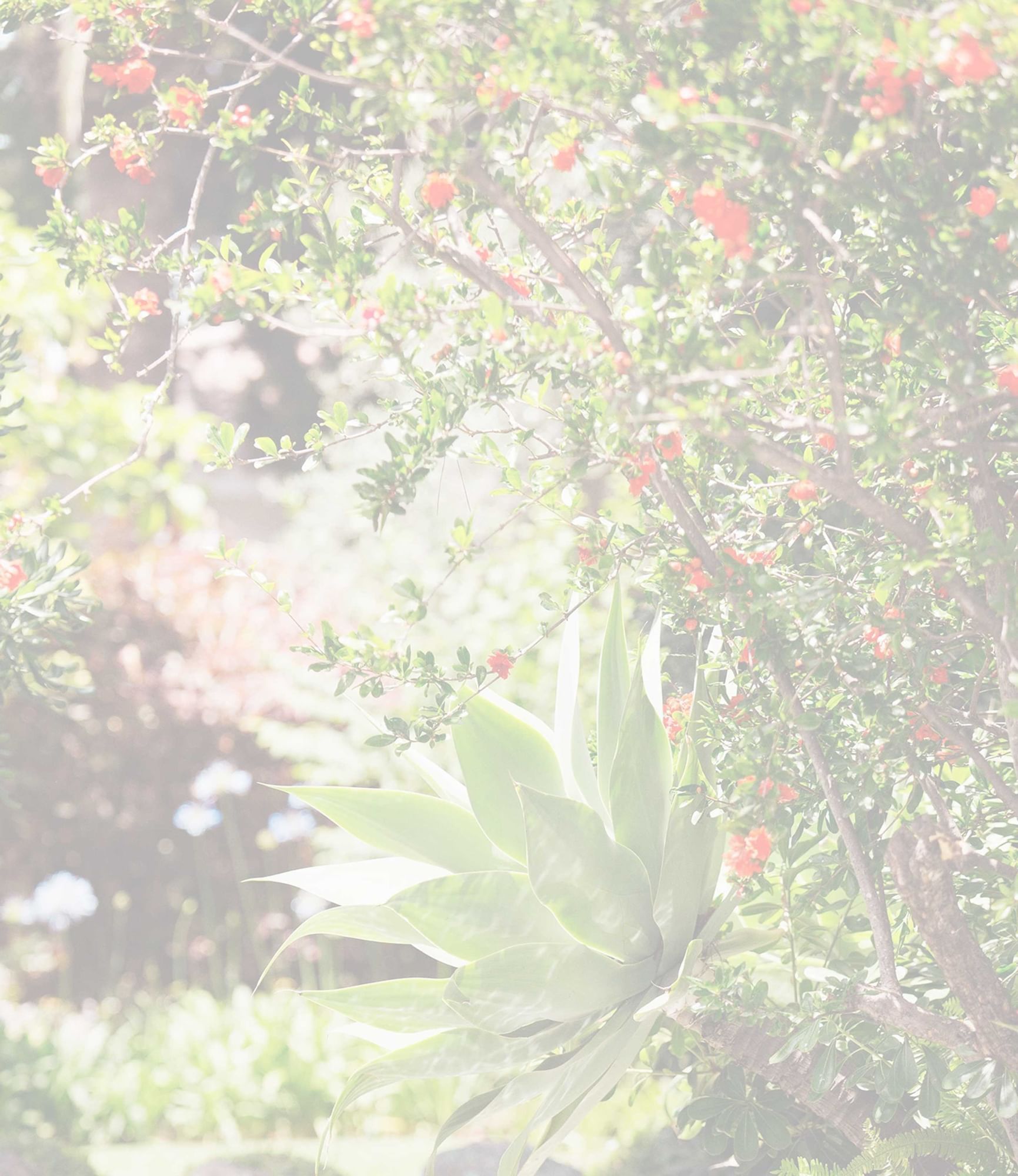 Closeup of plants at the Garden in Marbella Club Hotel