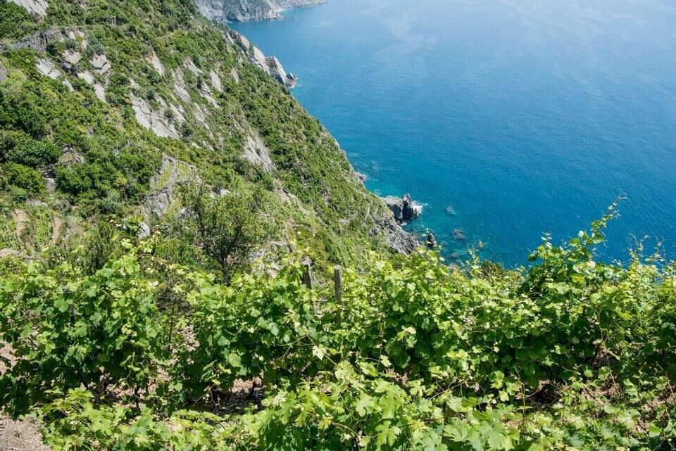 vigneti eroici a riomaggiore