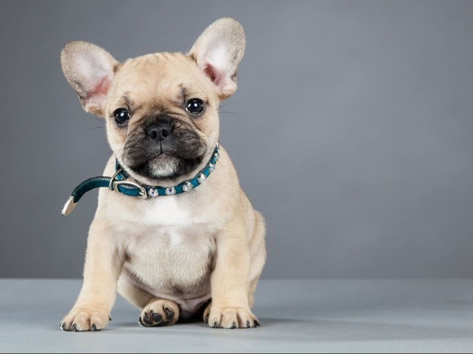 Portrait of French bulldog posing on a grey background in Huntingdon Manor, a Pet-Friendly Hotel