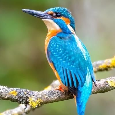 king fisher bird sitting on a branch