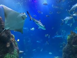 The Sea Life Aquarium near Kingsley Bloomfield Hills