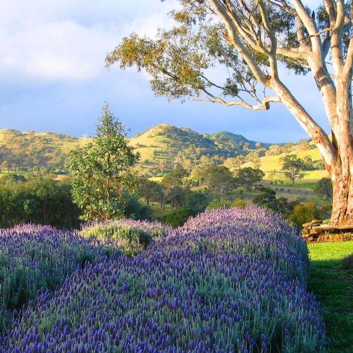 Beautiful blossoming lavender bushes rows near Novotel Barossa
