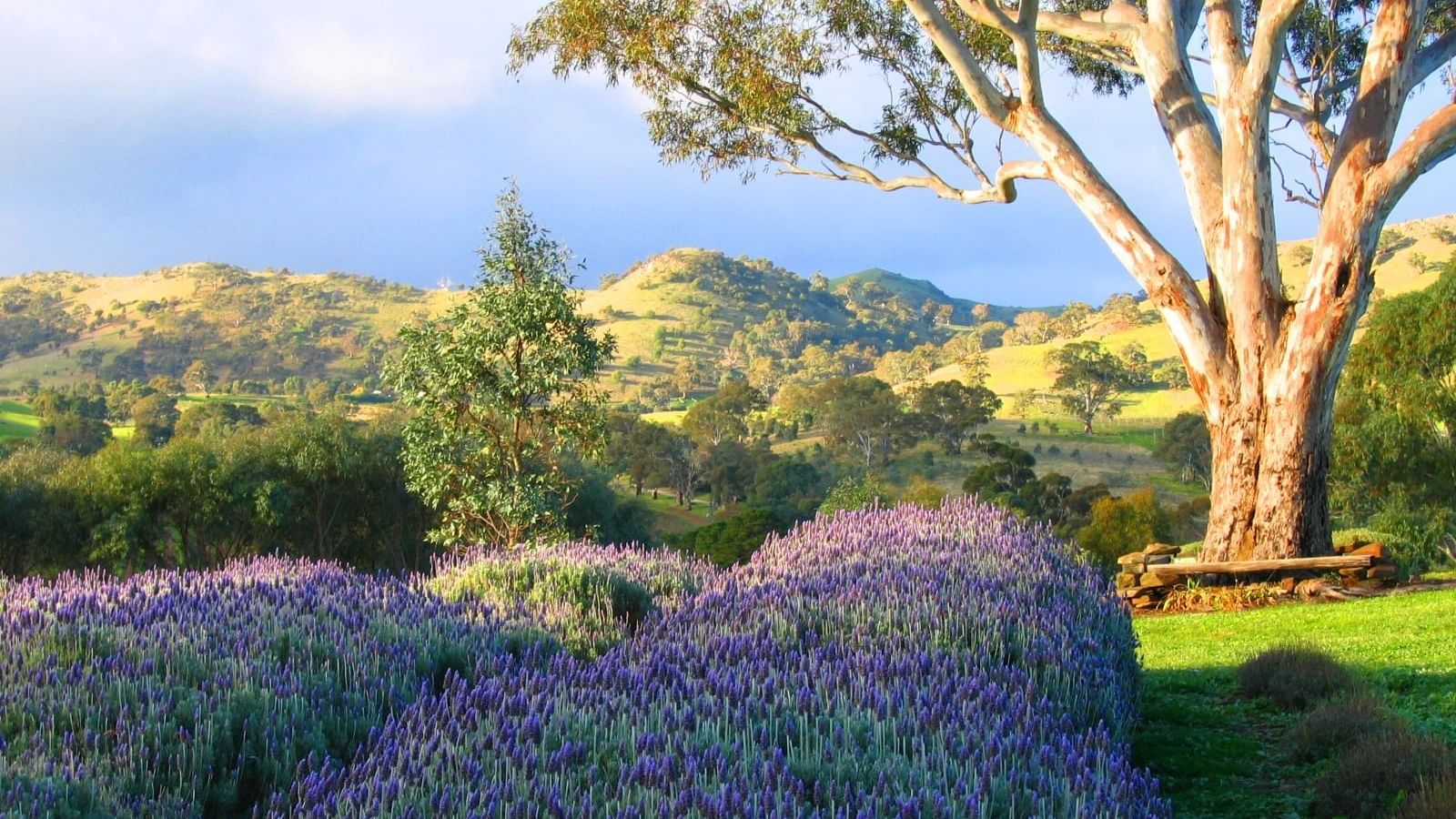 Beautiful blossoming lavender bushes rows near Novotel Barossa