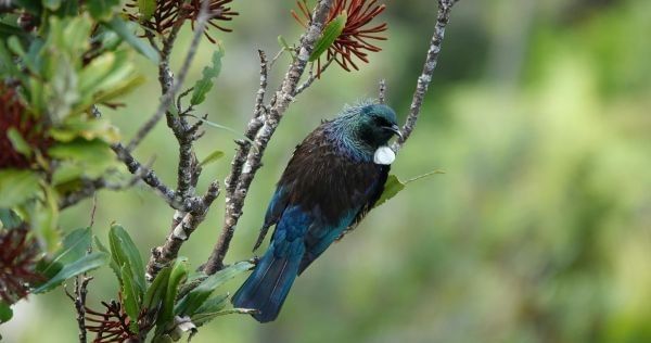 Native New Zealand tūī bird in a tree at Shakespear Park