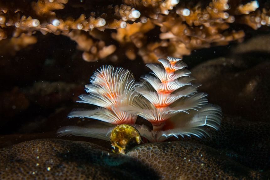 Closeup of a coral near Heron Island Resort