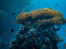 Corals at Caño Island near Marina Bahia Golfito