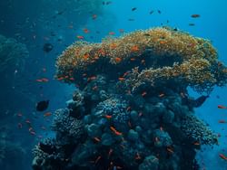 Corals at Caño Island near Marina Bahia Golfito