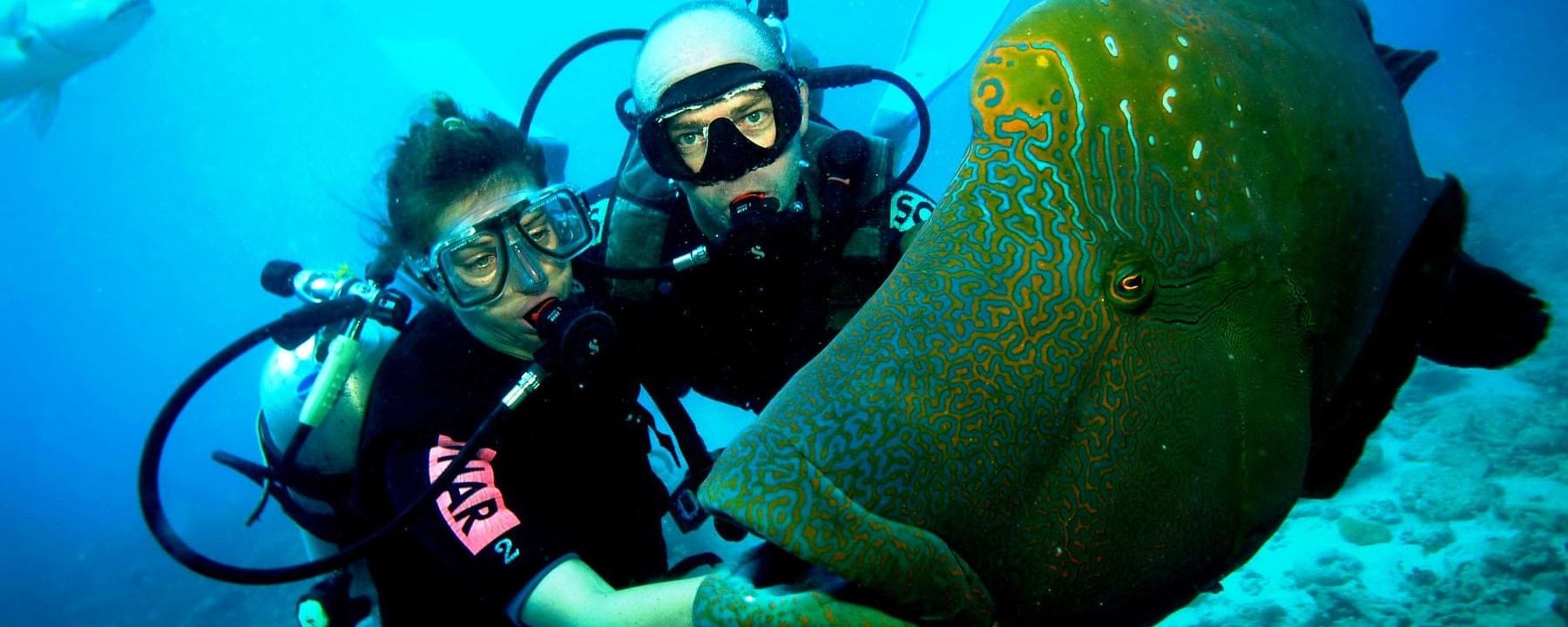 Two scuba divers next to Napoleon wrasse fish in ocean near Infinity Bay Spa & Beach Resort, highlighting Roatan scuba diving