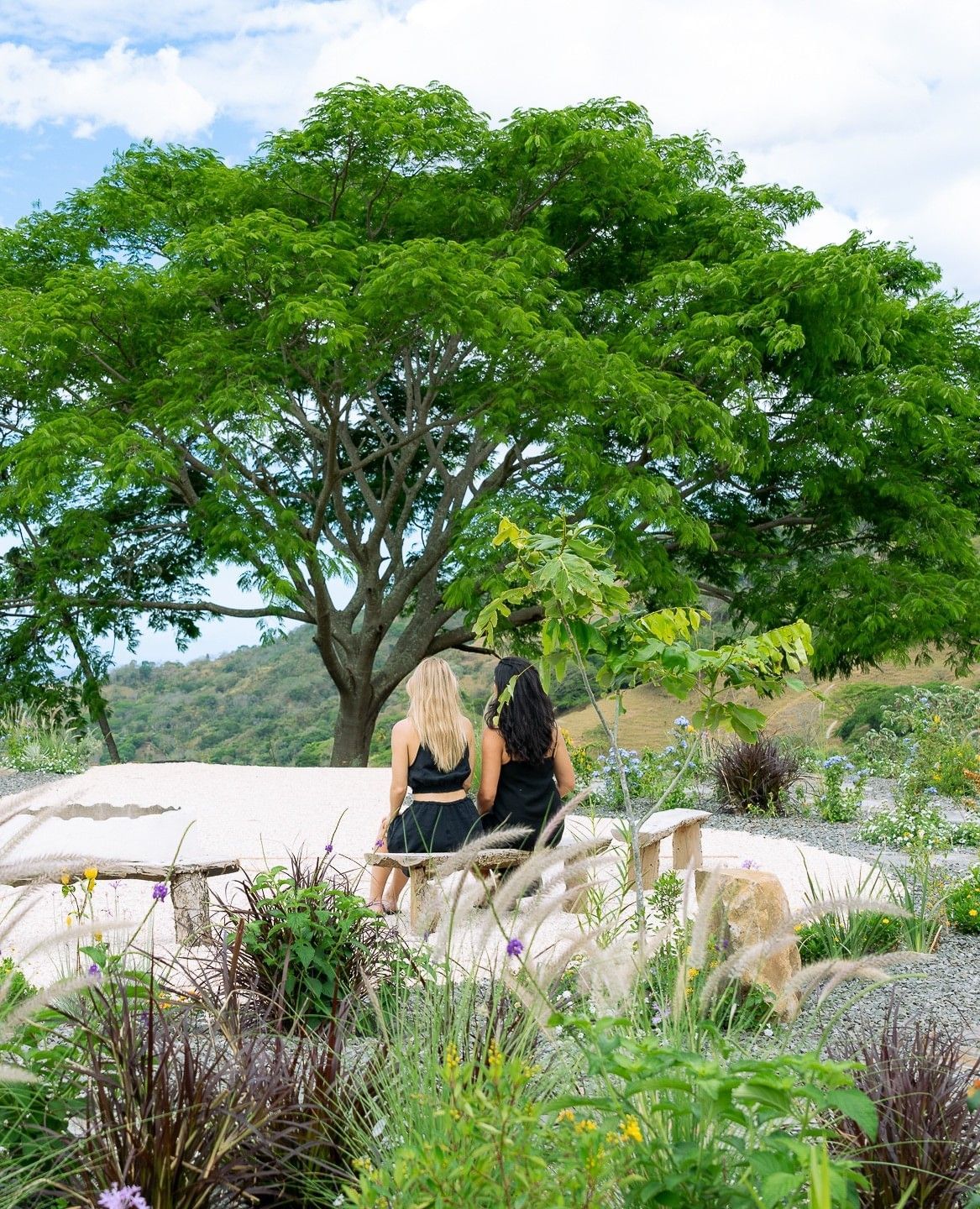 Guanacaste Tree Gathering