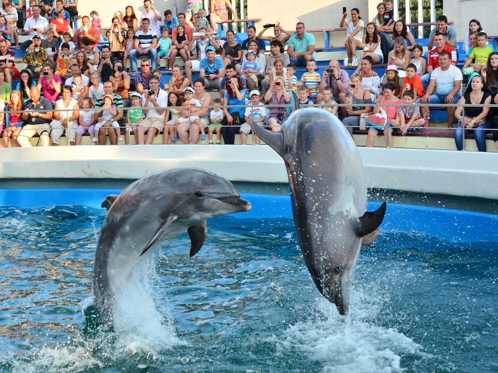 Dolphin show in the Dolphinarium near Ana Hotels