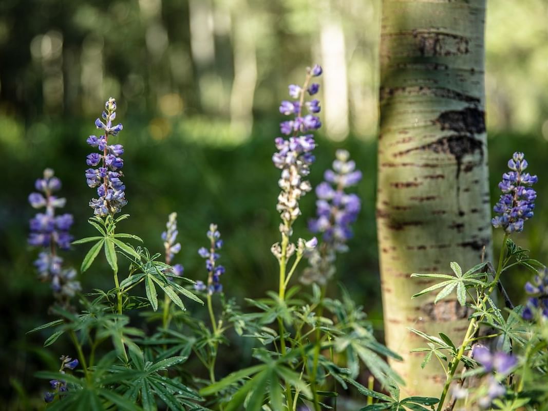 Lupine crested butte