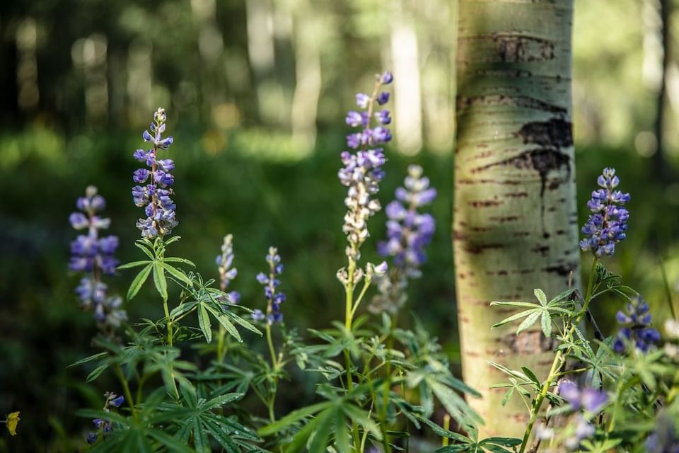 Close up of purple flowers next to a tree at Elevation Resort Spa