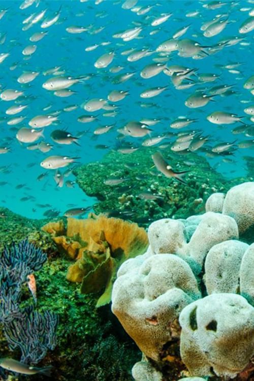 Corals in Cabo Pulmo near Hotel Aeropuerto los Cabos