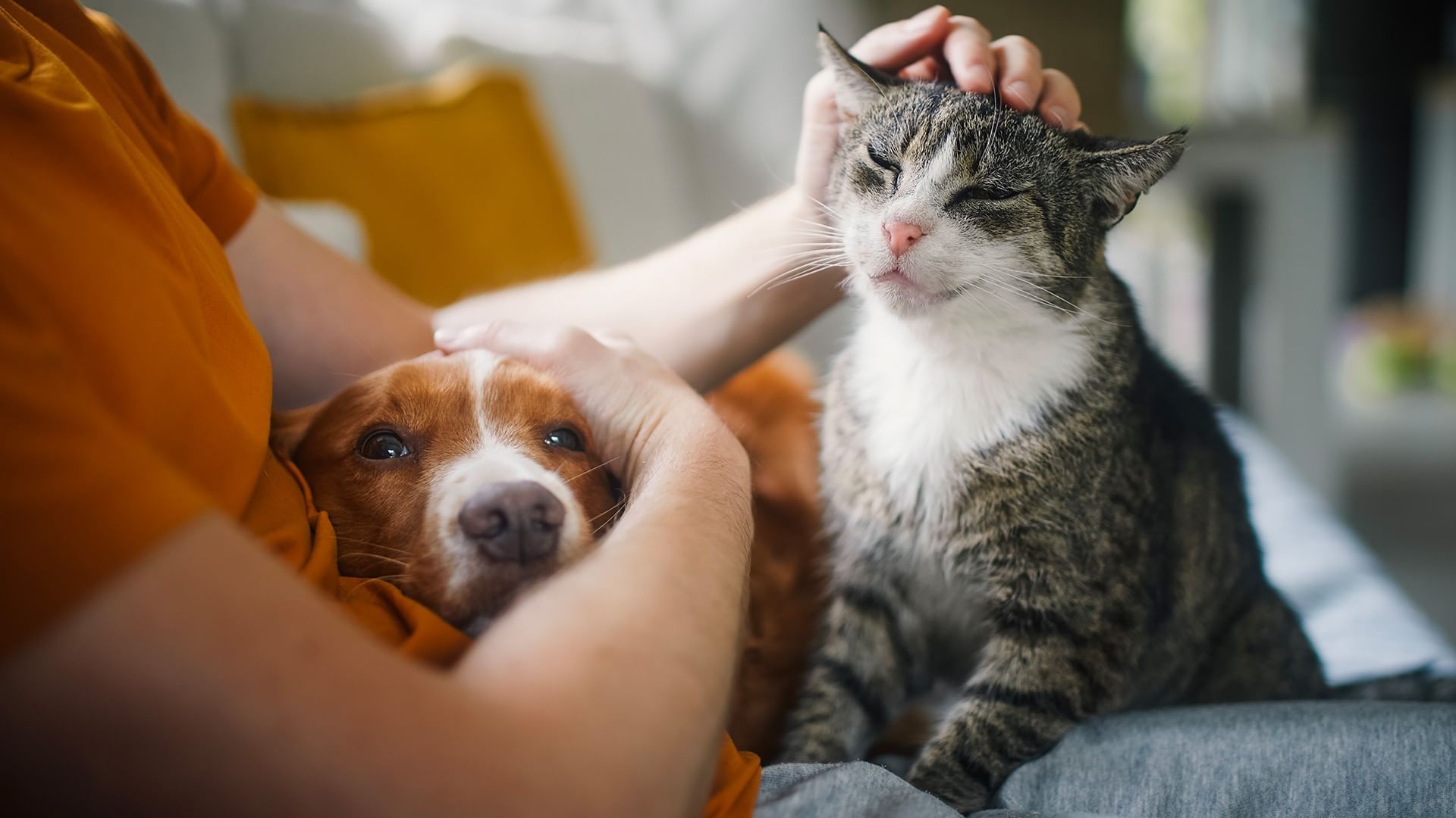 Furry friends are welcome in Coast Weyburn Hotel