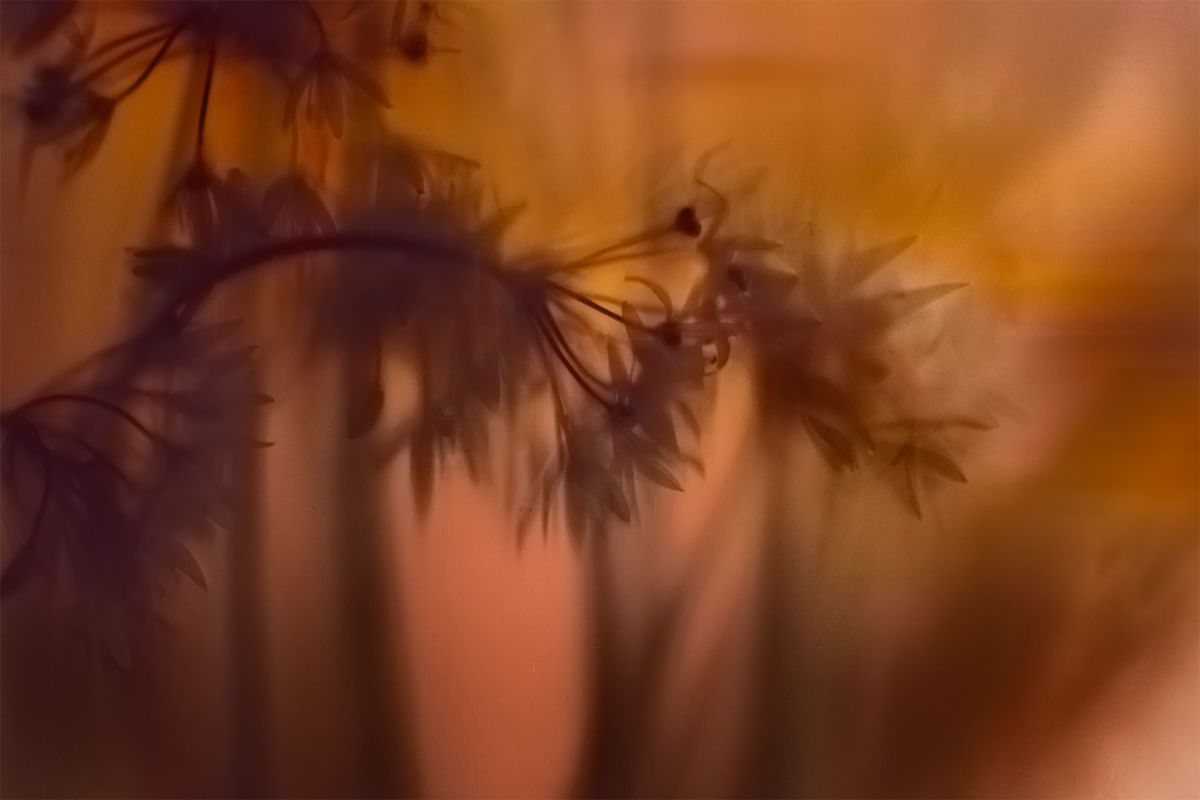 Blurred background image of tree branch used at Dunluce Lodge