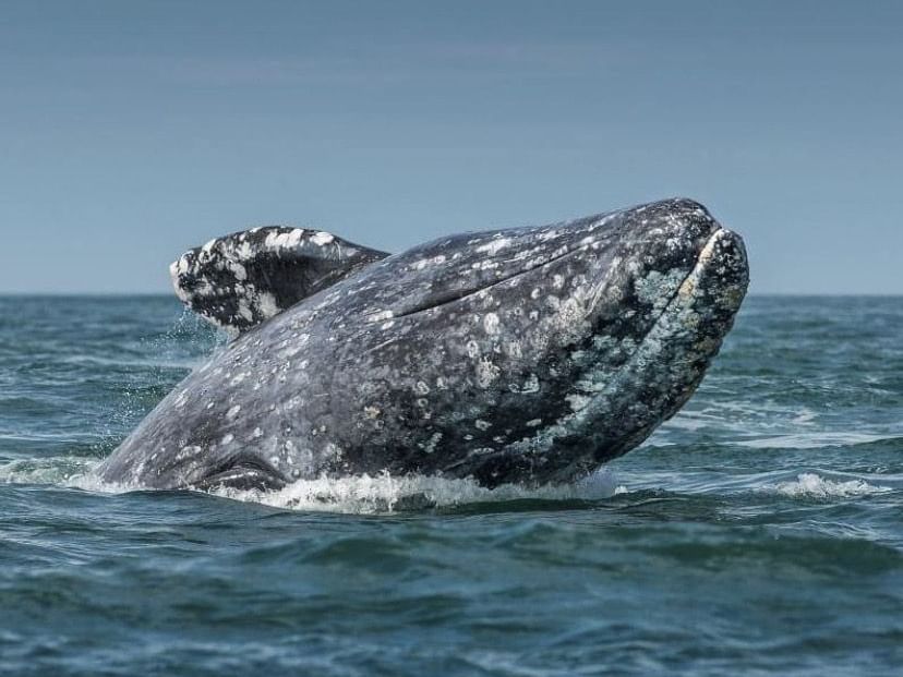 Whale