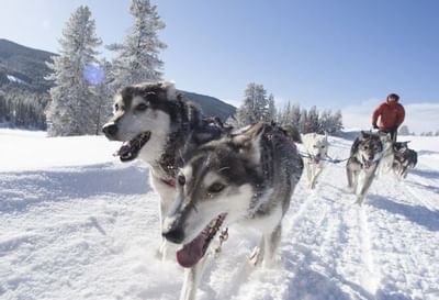 Dog sledding in Jackson hole Wyoming