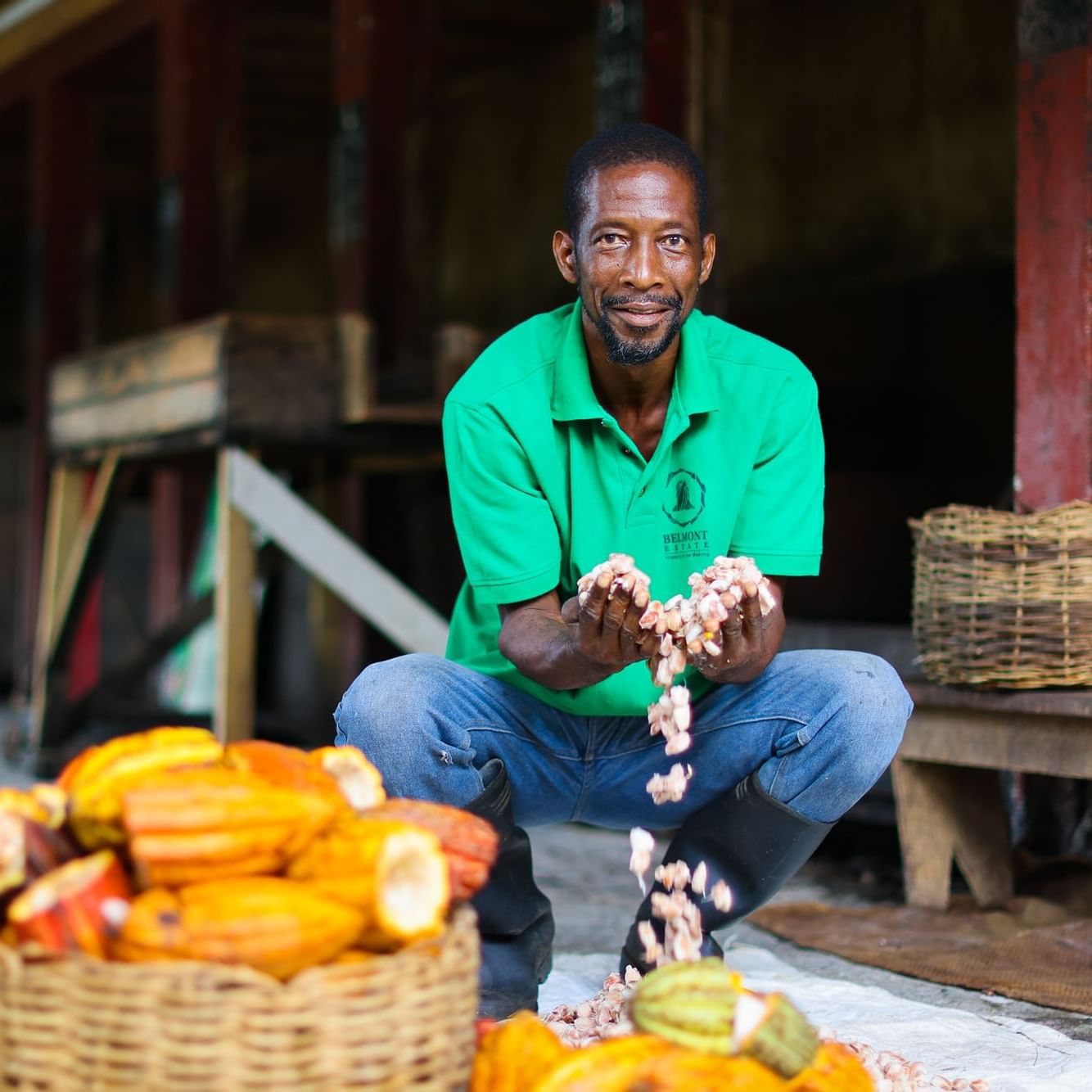 Man opening coco beans at True Blue Bay Resort