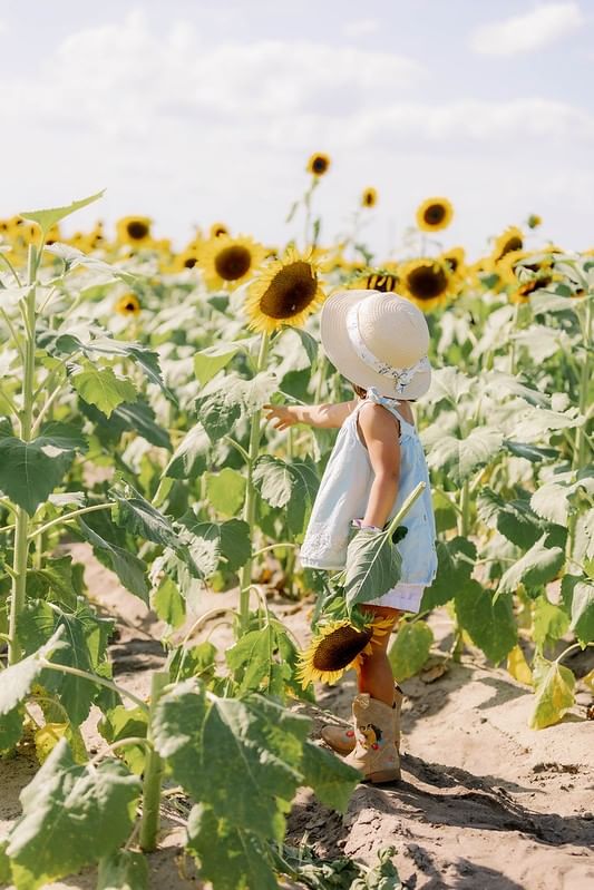 A little girl in a short blue dress and a sunhat faces away from the camera in a field of sunflowers. 