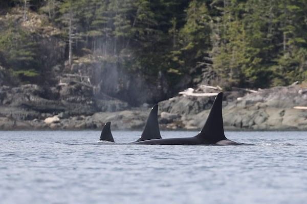 Heads Of Orcas Peeking Out Of Water