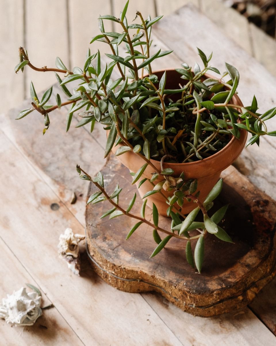 Succulent in a terracotta pot on a rustic wooden slice at Morgan\'s Rock Reserve & Ecolodge, a Nicaragua sustainable hotel