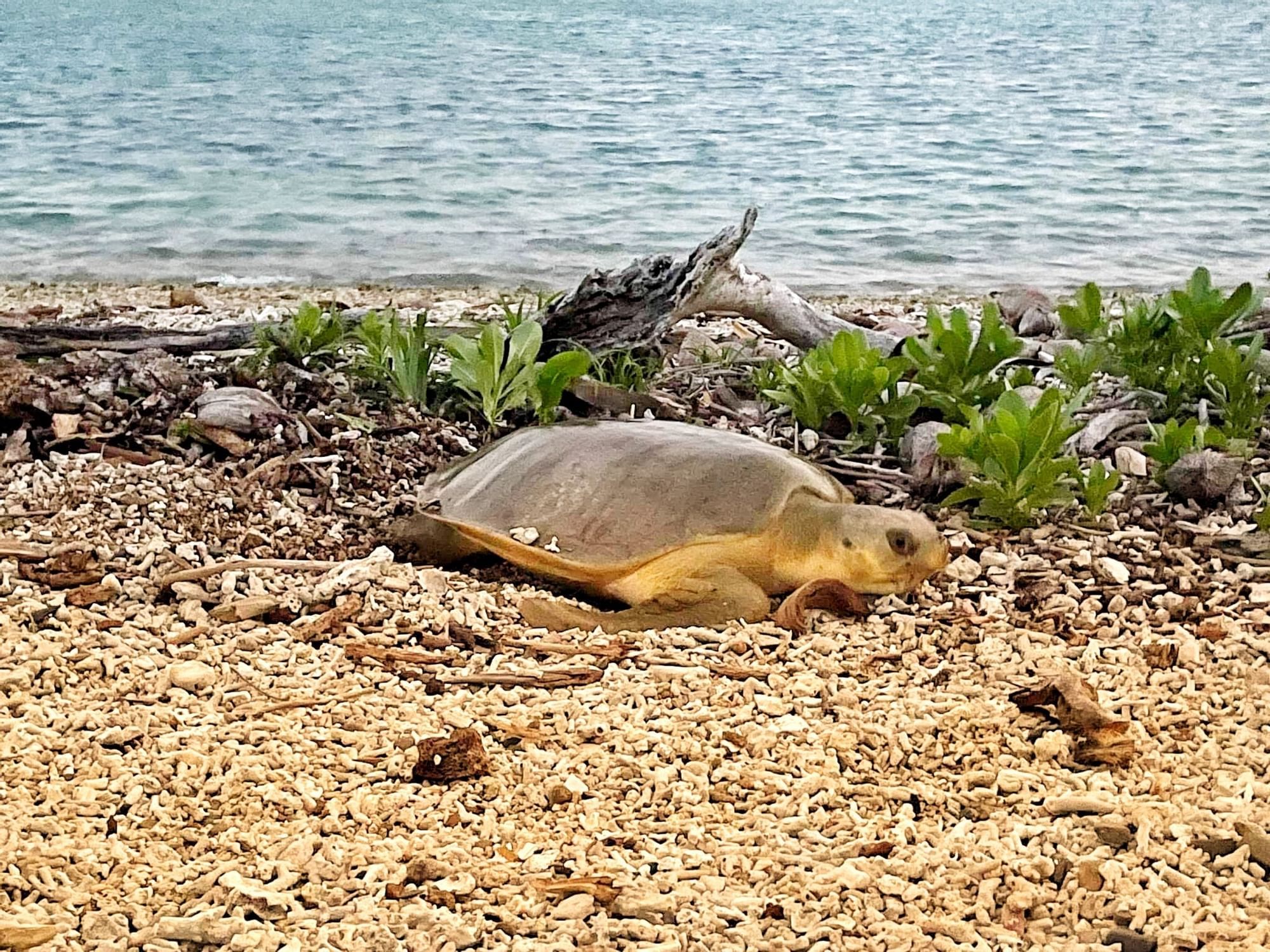 Sea turtle lying on the beach near Daydream Island Resort