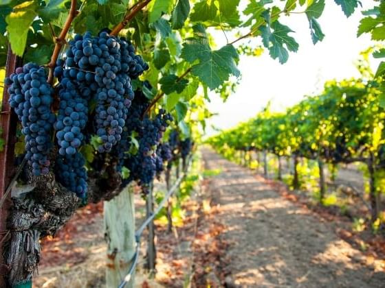 Grape plantation Mallorca