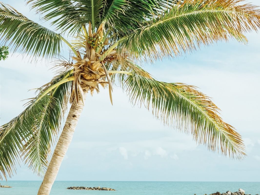 Primer plano de una palmera en la playa cerca del Crest Hotel