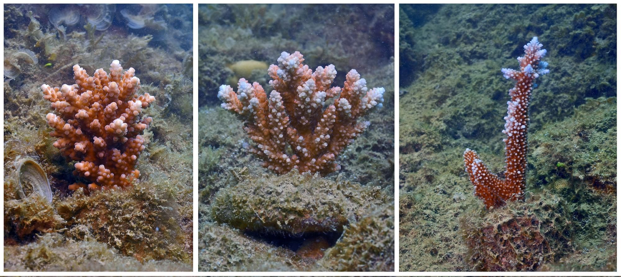 View of colorful corals in sea near Daydream Island Resort