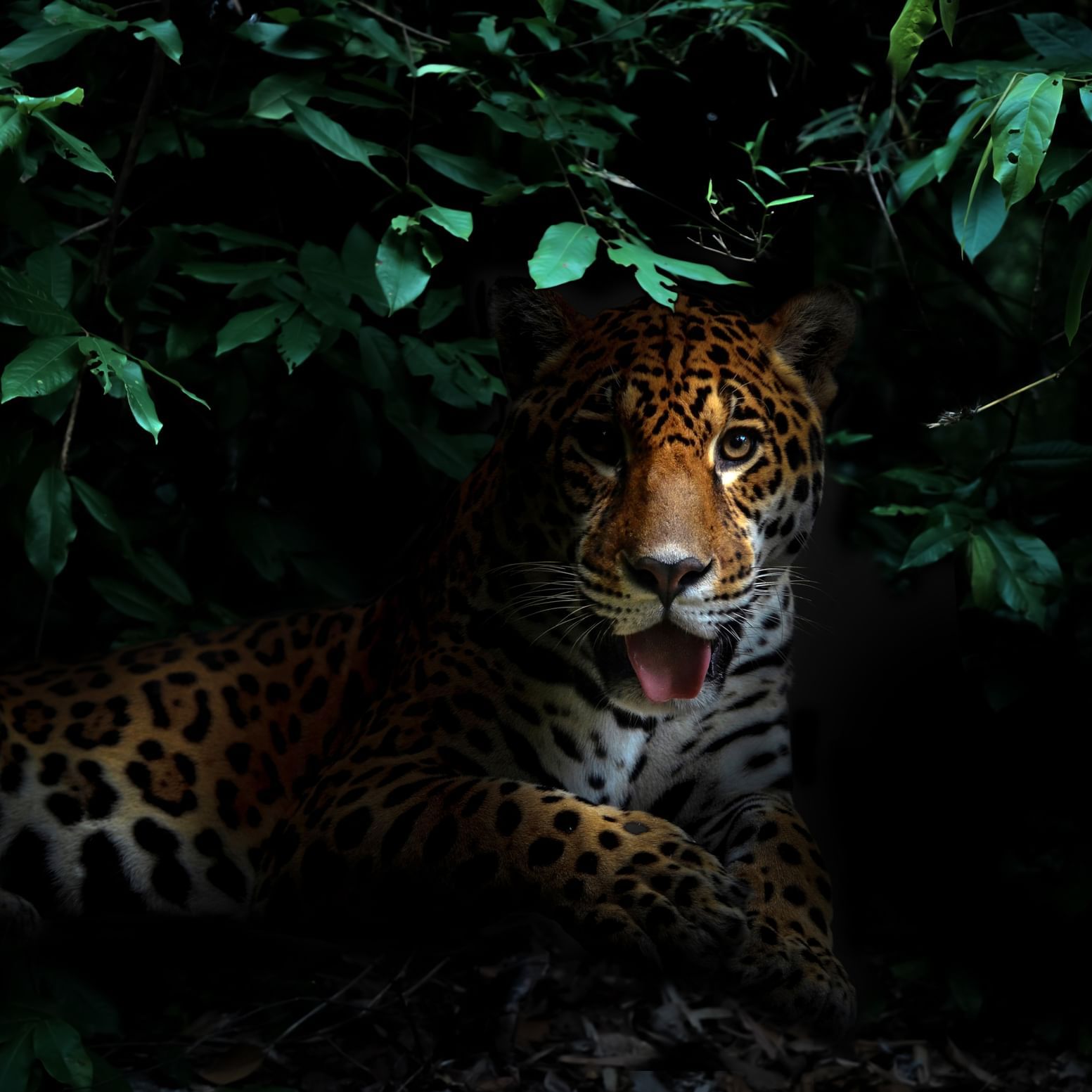 Jaguar en el bosque lluvioso cerca de Playa Cativo Lodge
