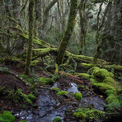 A temperate forest with mist near Cradle Mountain Hotel