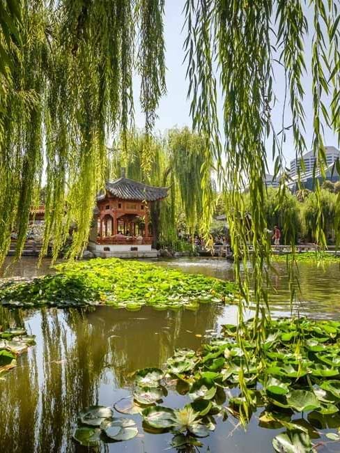 Chinese Garden lake view near ibis Sydney World Square Hotel