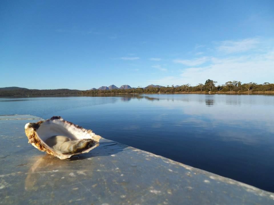 Close up on an Oyster shell at the shaw near Freycinet Lodge 