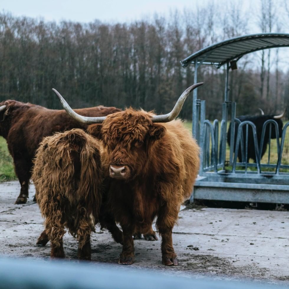 Bisons at Herberstein Animal World near Falkensteiner Balance Resort Stegersbach