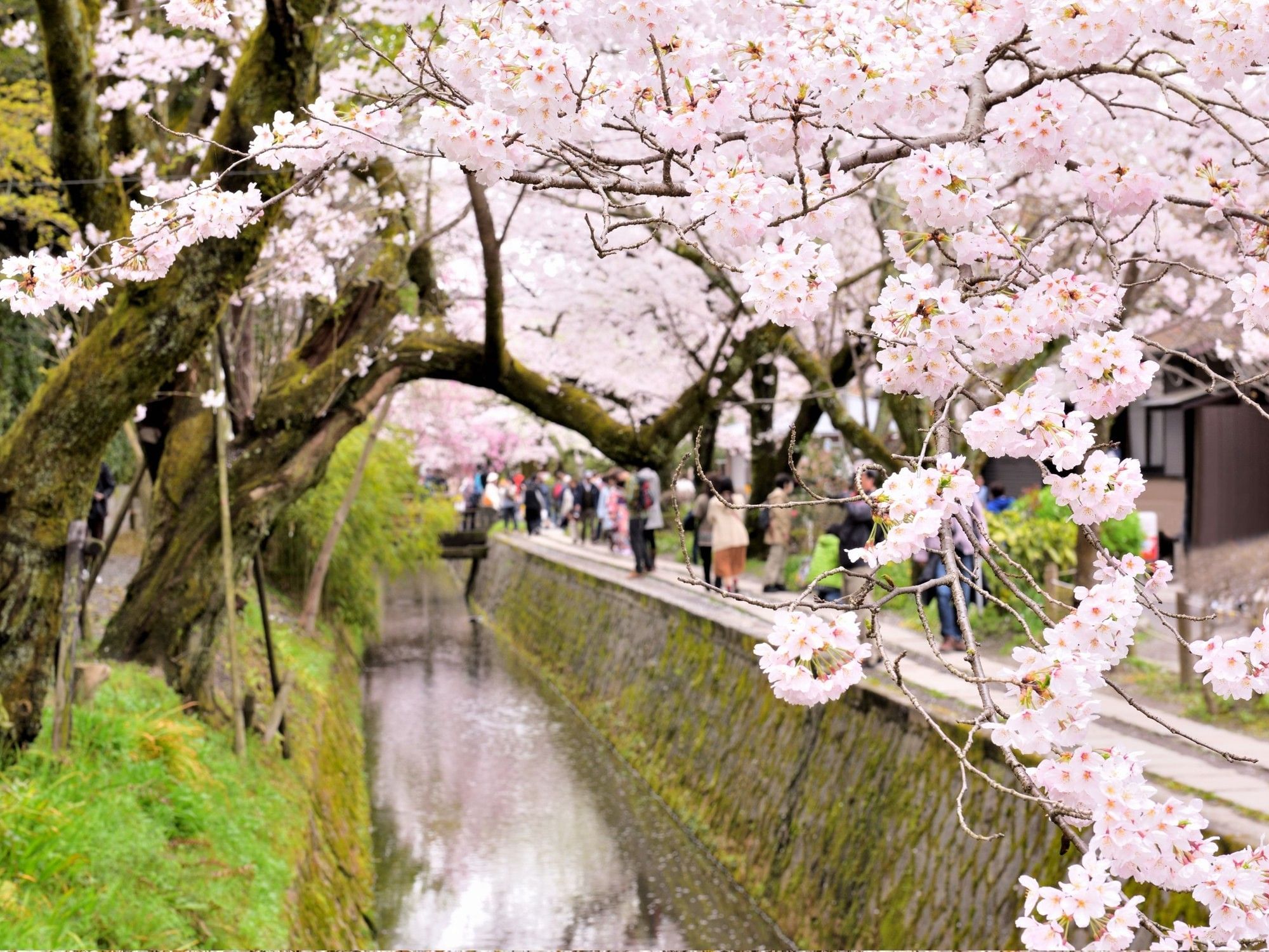 Cherry Blossom | Park Hotel Kyoto