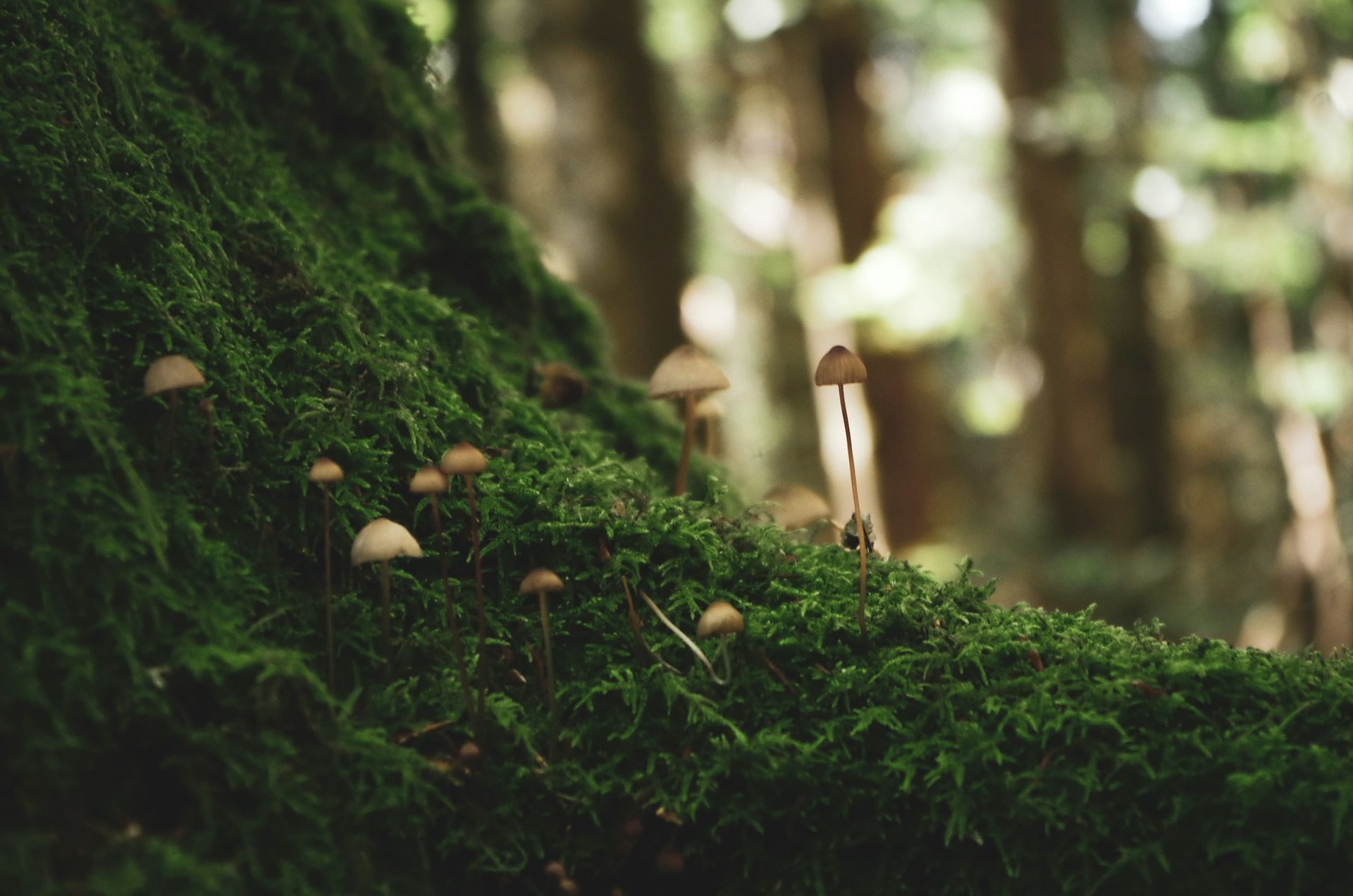 Mushrooms emerge from a mossy tree near Park Hotel Hong Kong