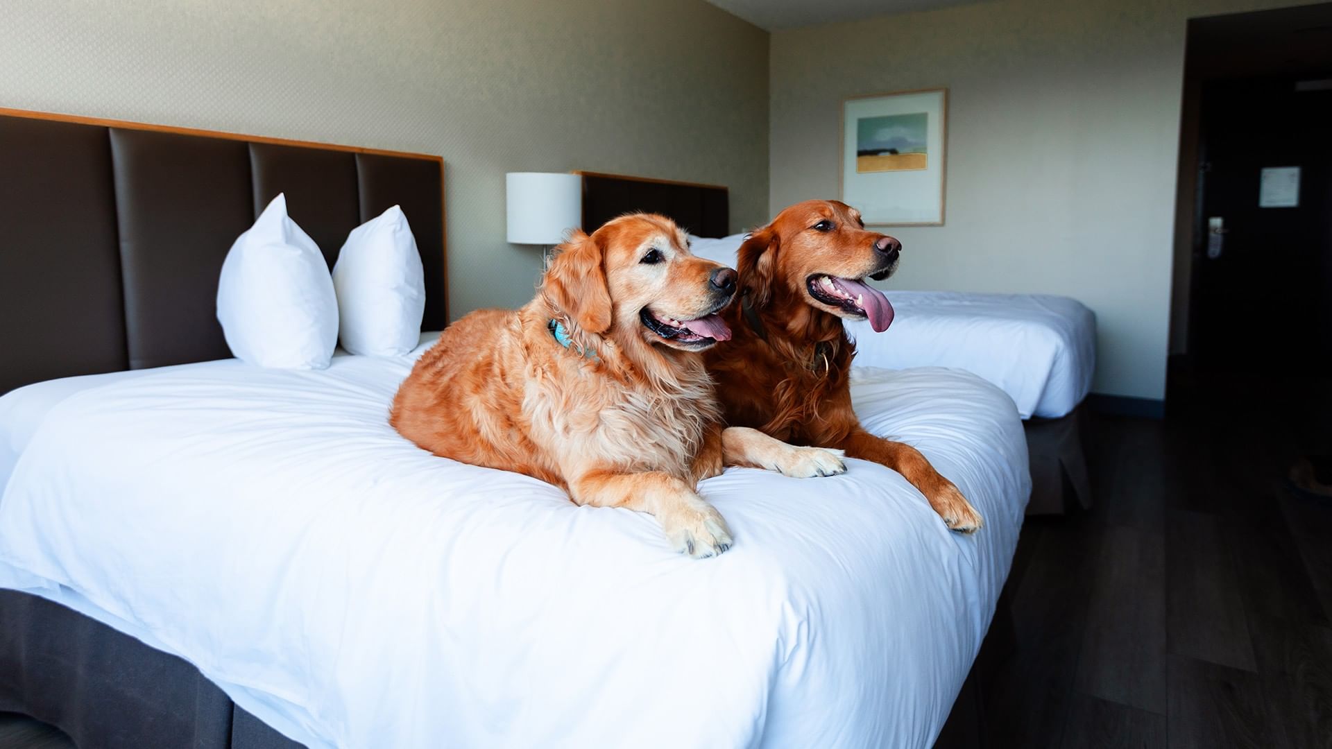 Two golden retrievers on a bed