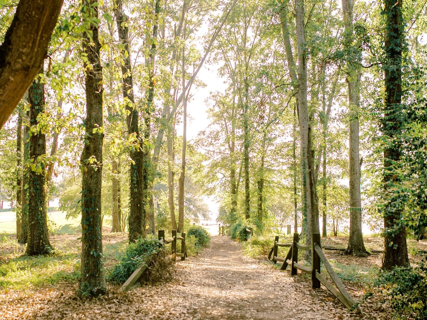 Trail with trees