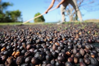 Closeup on Coffee beans being collected near Retreat Costa Rica