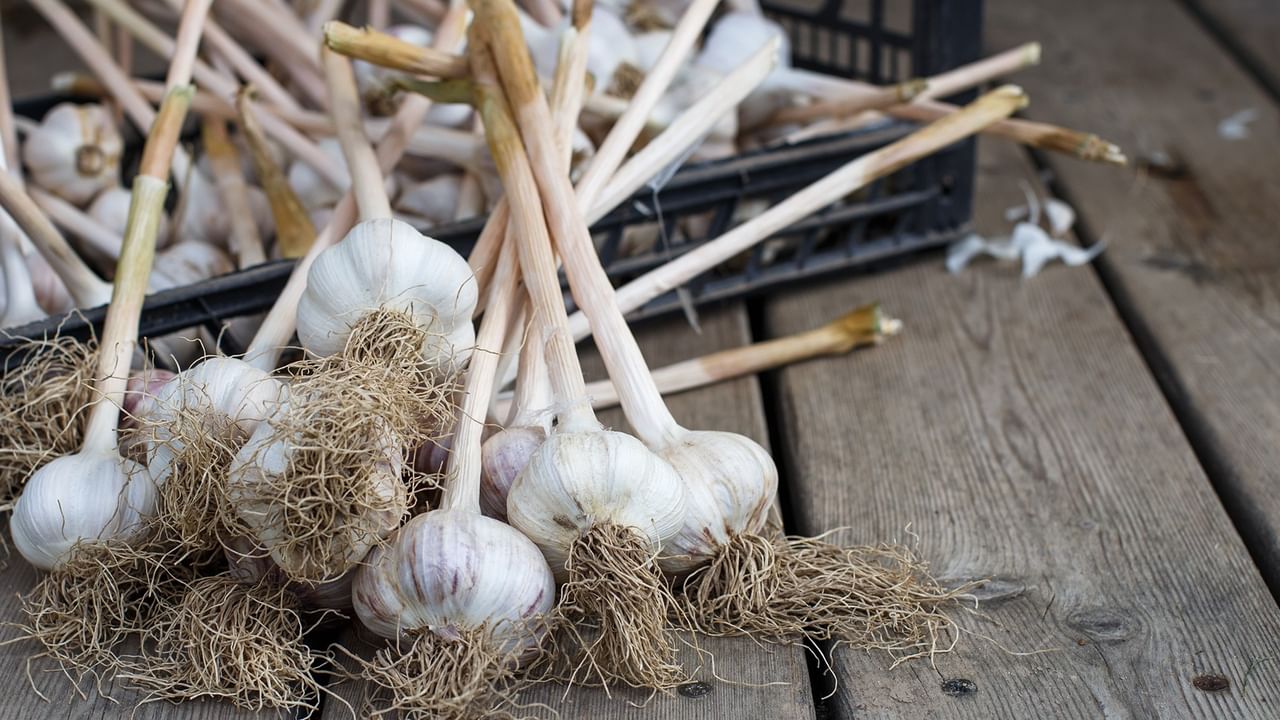Freshly harvested garlic bulbs with stems and roots displayed on a rustic wooden table