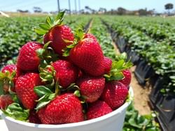 A strawberry bucket at Pardos Berrie Farm near Retro Suites
