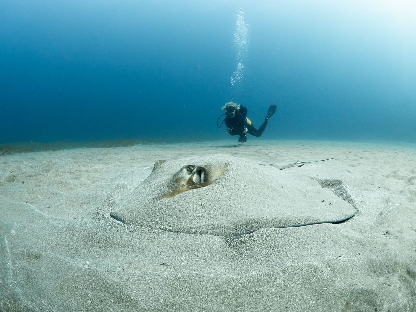 Scuba diver swimming above a stingray partially buried under sand on the ocean floor near Golden Rock Resort