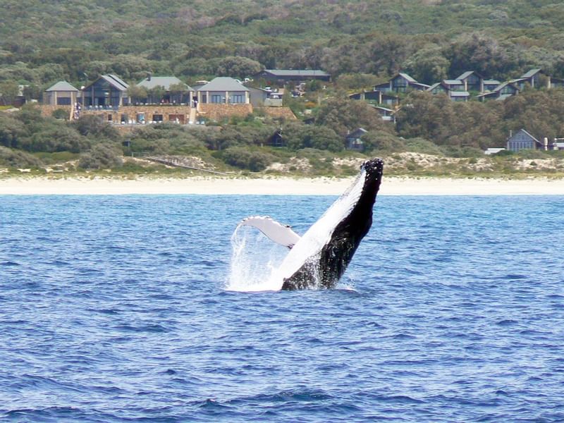 Whale Watching near Pullman Bunker Bay Resort